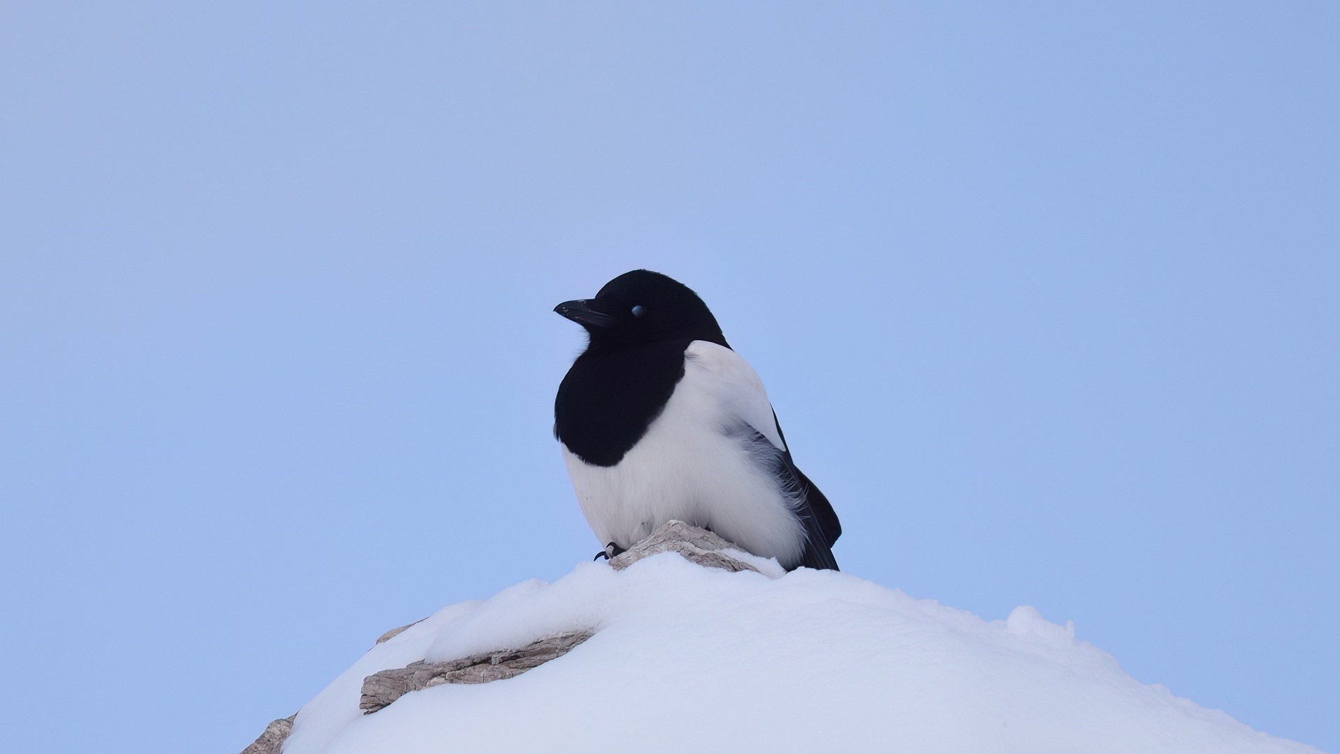 Eurasian Magpie